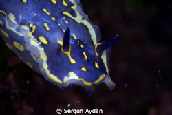 Aegean Nudi by Sergun Aydan 
